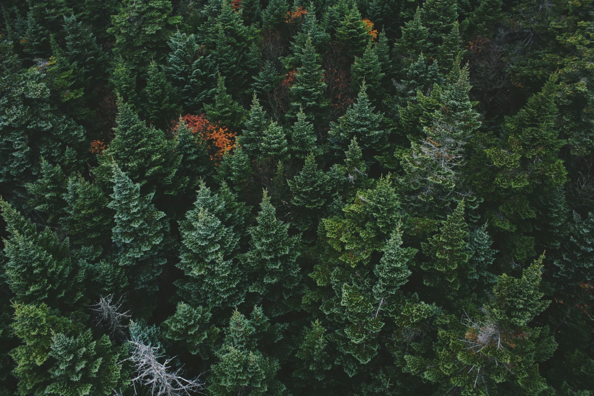 Environmental consulting services for a better tomorrow - green forest.